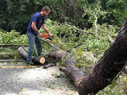 Best Utility Line Clearance  in Fairfield, IA