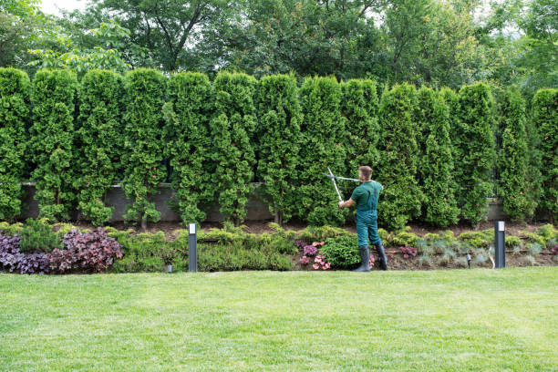 Best Tree Maintenance Programs  in Fairfield, IA