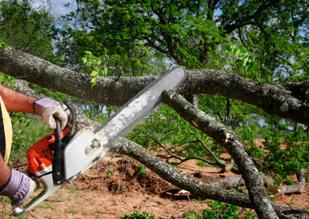 Best Tree Mulching  in Fairfield, IA